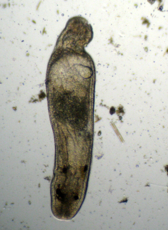 (Micro)mostri marini